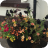 ADAS Planting