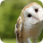 Barn Owl