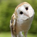 Barn Owl