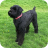 Black terrier Dog