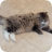 cat marley