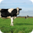 Cows in Field