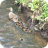 Duck and Ducklings