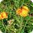 Fox and Cubs