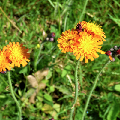 Fox and Cubs