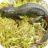 Great Crested Newts