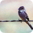 Greater Pewee Flycatcher