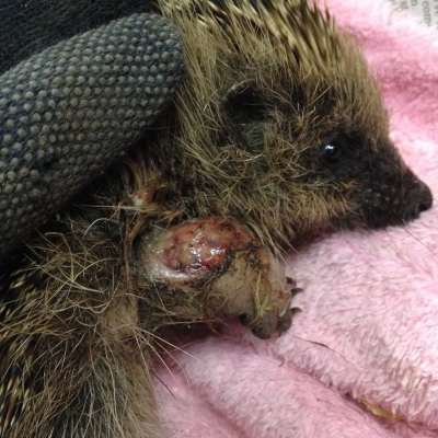 hedgehog 1