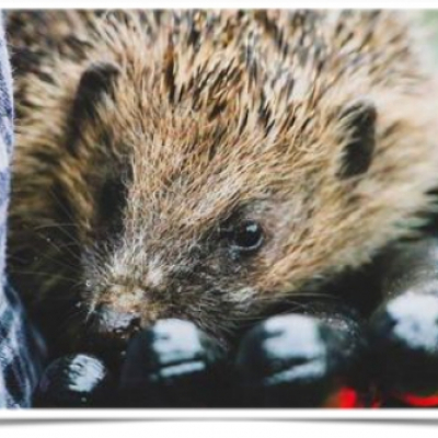 hedgehog