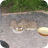 Hedgehogs
