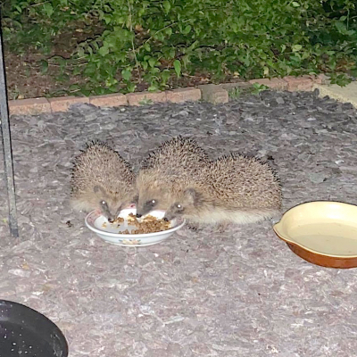 Hedgehogs