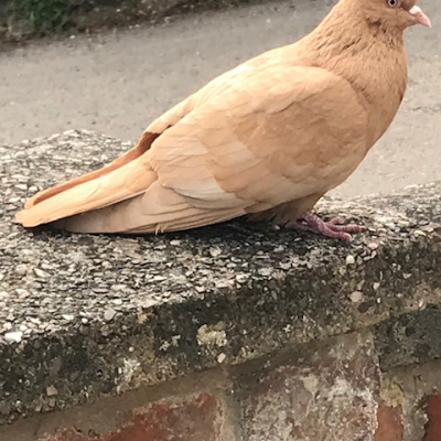 mansell bird