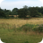 ragwort 2019