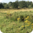 ragwort 2020