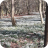 snowdrops1