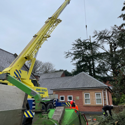 Tree Removal 1