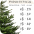 Xmas trees